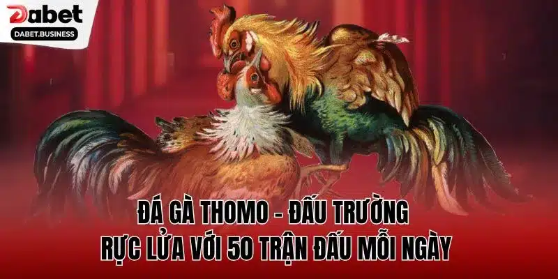 đá gà Thomo