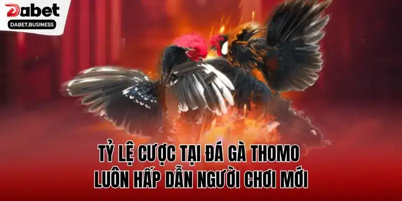 Tỷ lệ cược tại đá gà Thomo luôn hấp dẫn người chơi mới